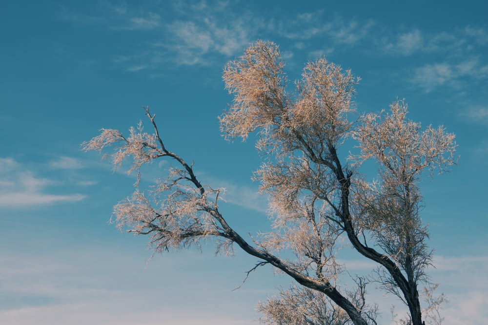 brown leaf tree under blue sky during daytime