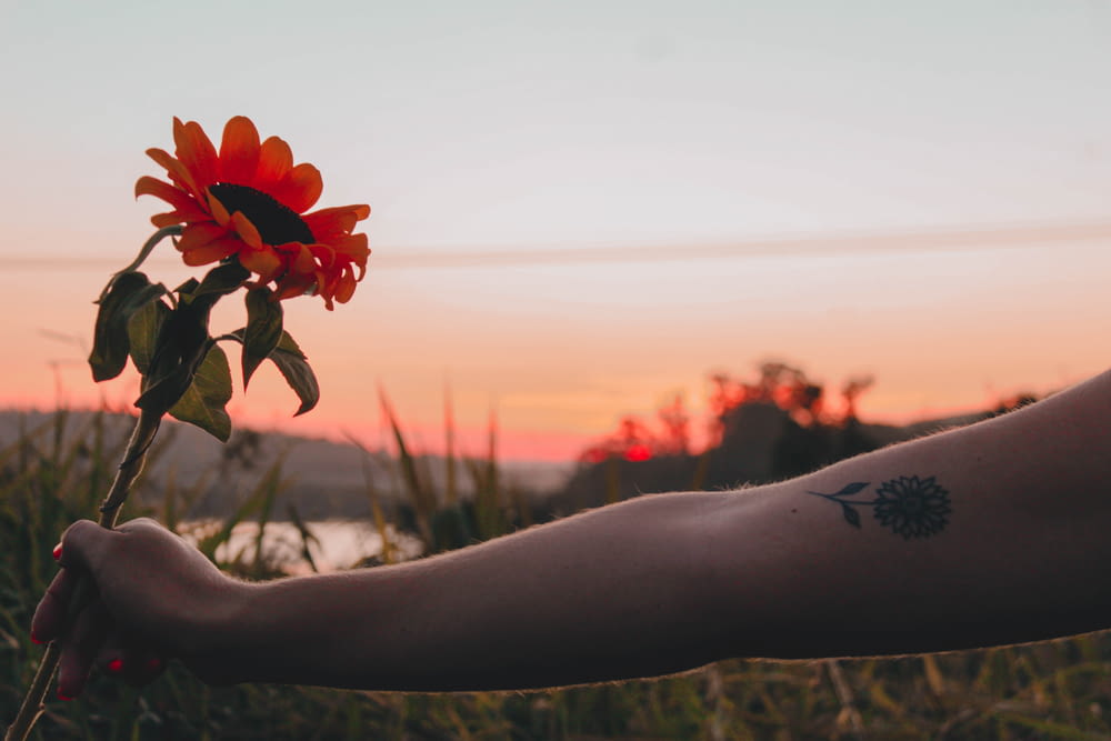 person holding red flower during sunset