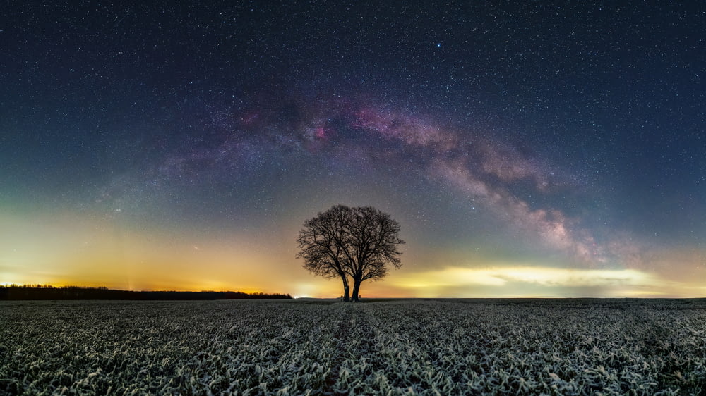 bare tree on green grass field under blue sky with stars during night time