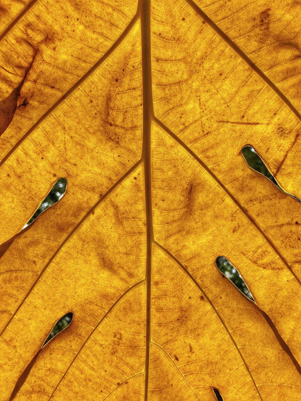water droplets on orange leaf