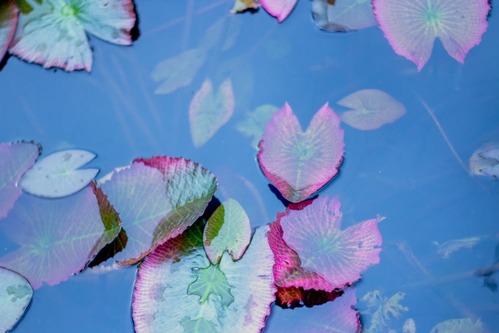 pink and green lotus flower on water
