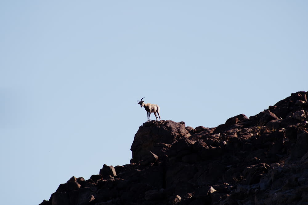 white goat on rocky mountain during daytime