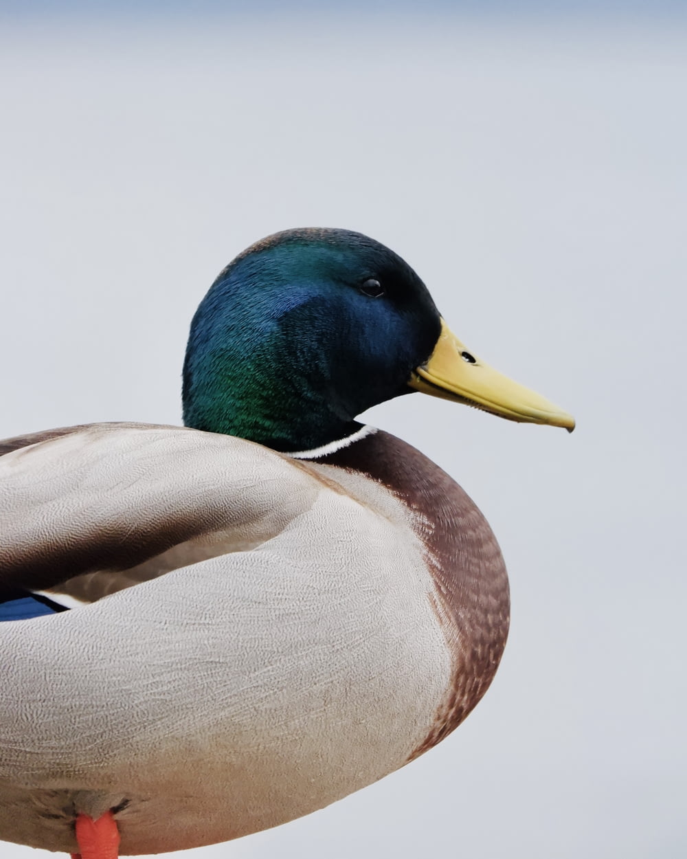 white and green duck in close up photography