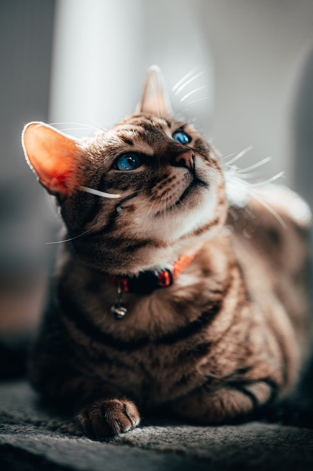 chat tigré brun avec collier rouge