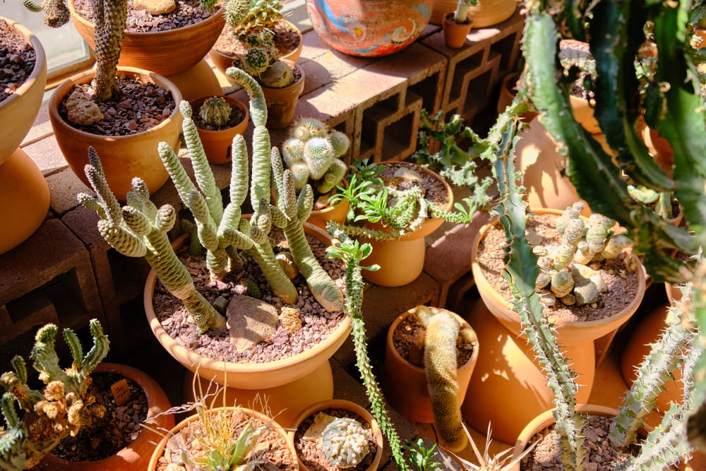 green cactus plants on brown clay pots