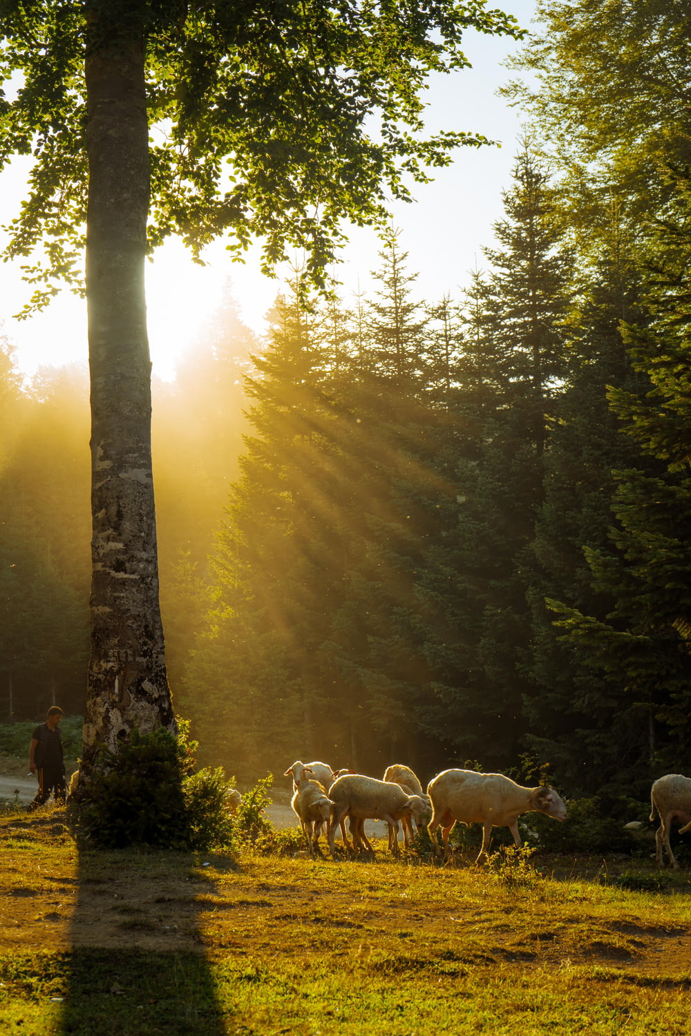 herd of sheep on forest during daytime