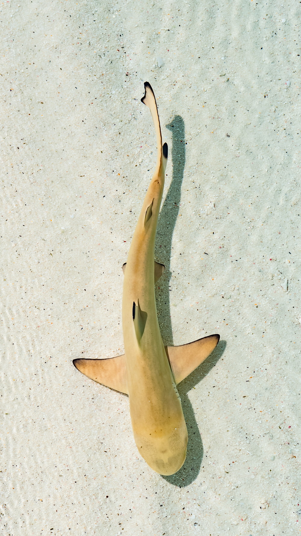 coda di squalo bianca e nera