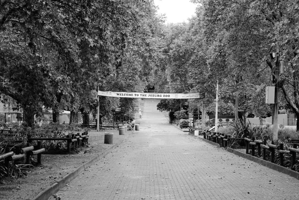 grayscale photo of a park