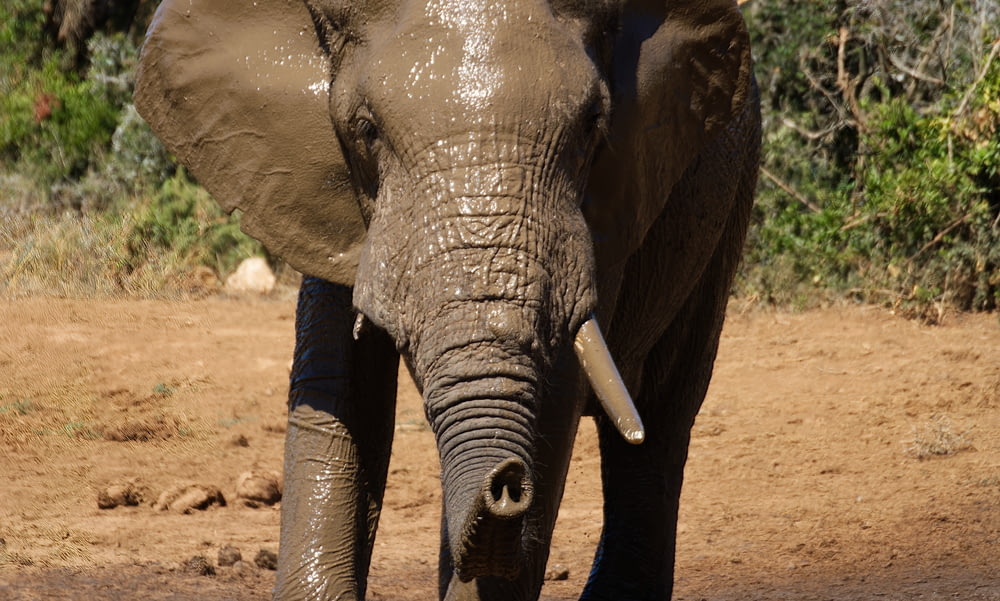 elefante cinzento que caminha no solo marrom durante o dia