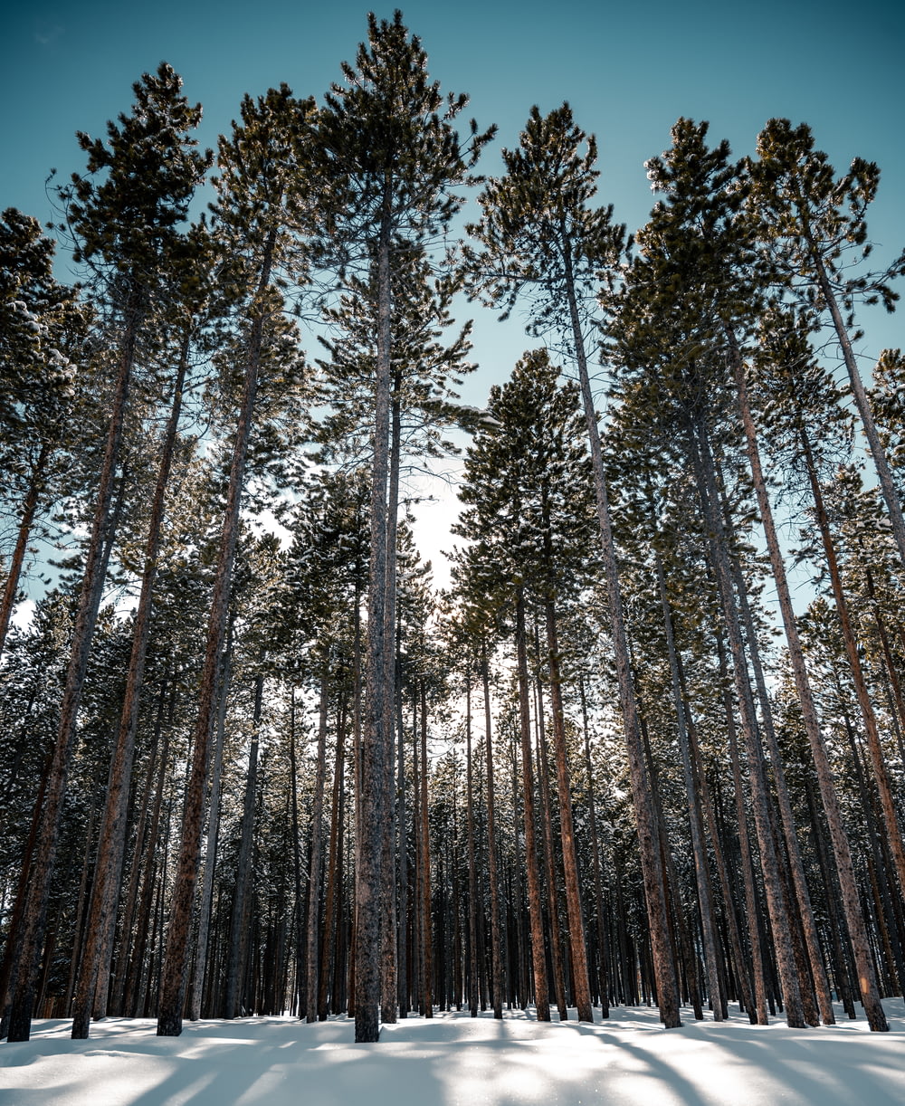 Low-Angle-Fotografie von Bäumen tagsüber