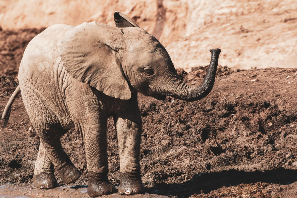 Elefante caminando sobre suelo marrón durante el día