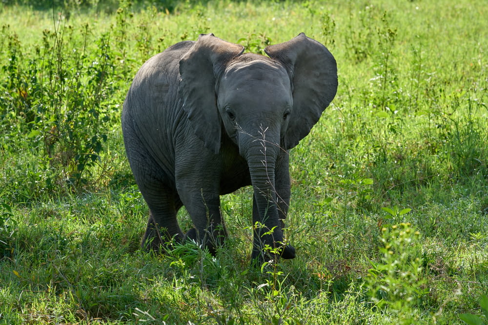 elephant walking on green grass field during daytime
