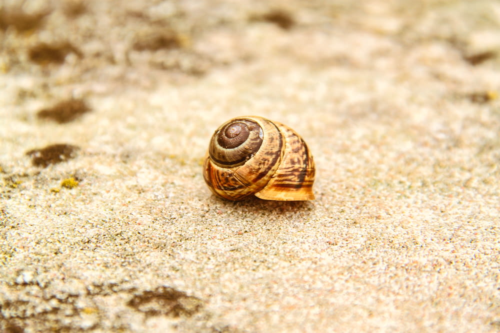 brown snail on brown sand