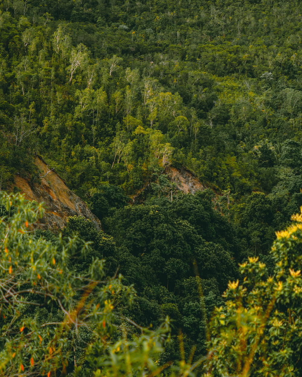 green trees on brown mountain during daytime