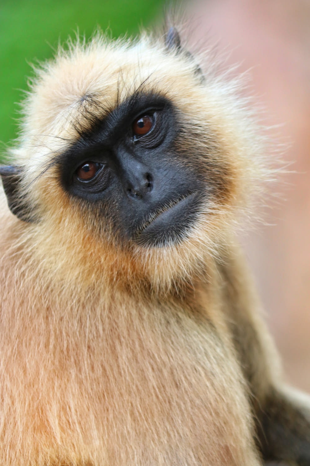 brown and black monkey in close up photography