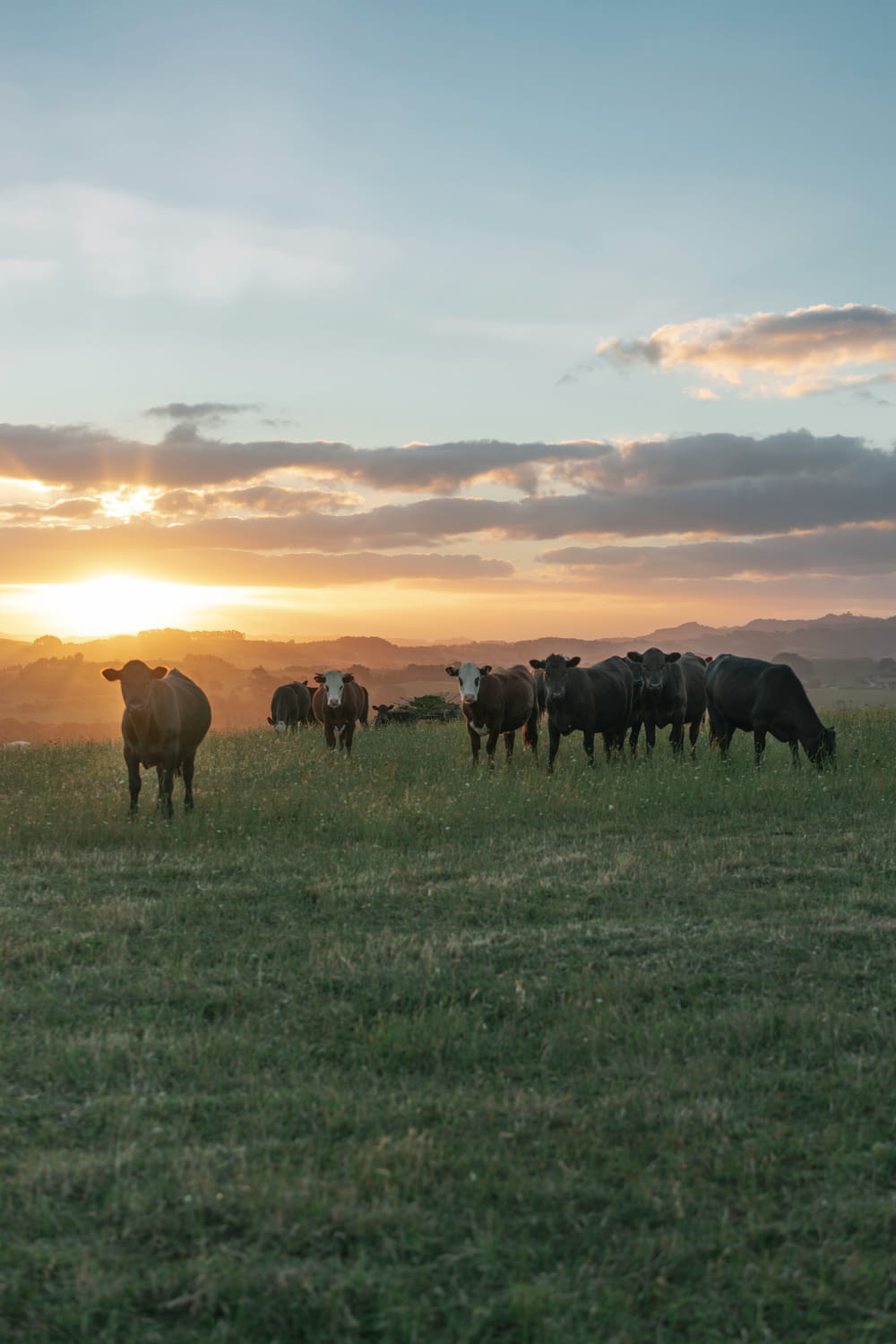 Pferde auf grünem Grasfeld bei Sonnenuntergang