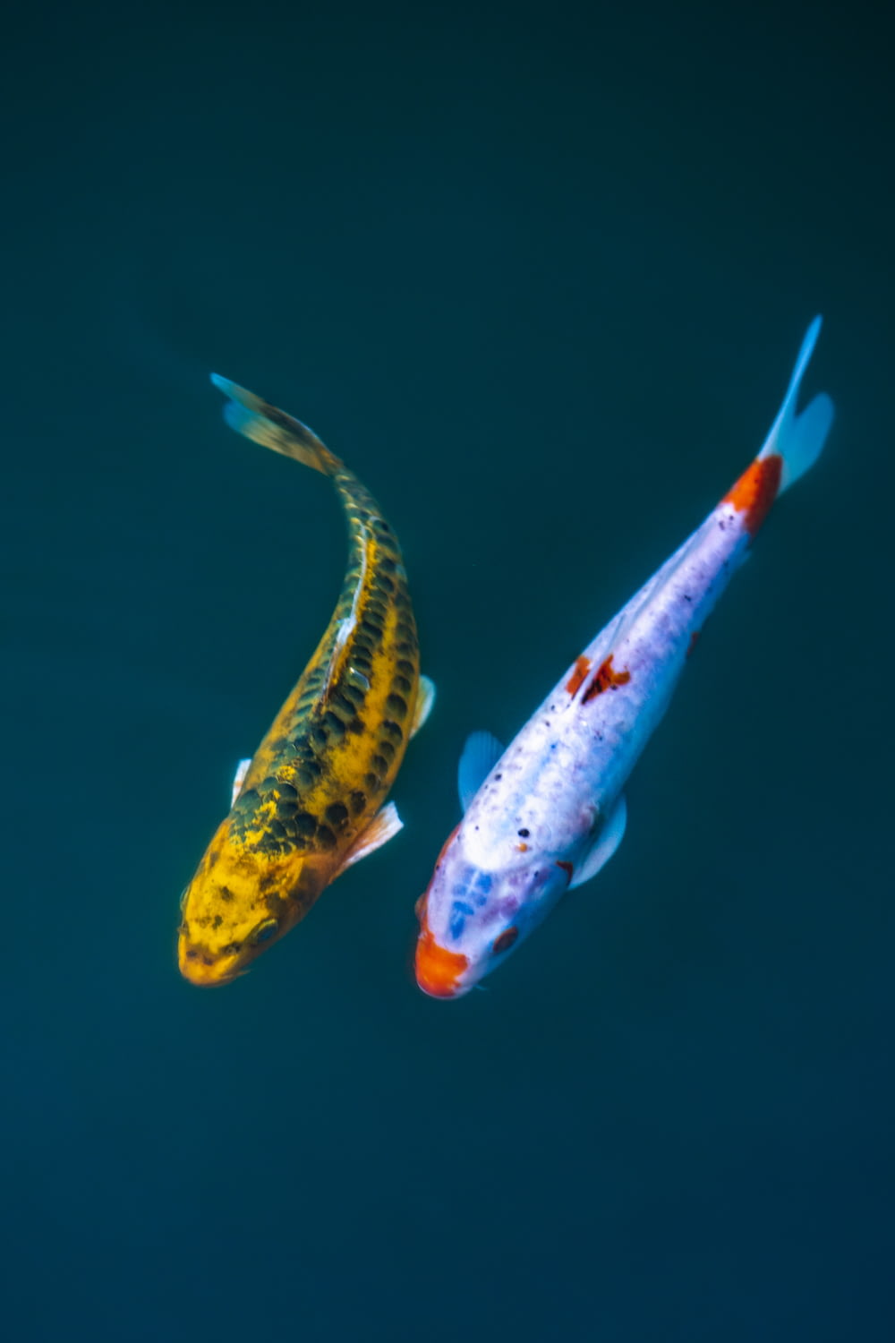 yellow and white fish on water