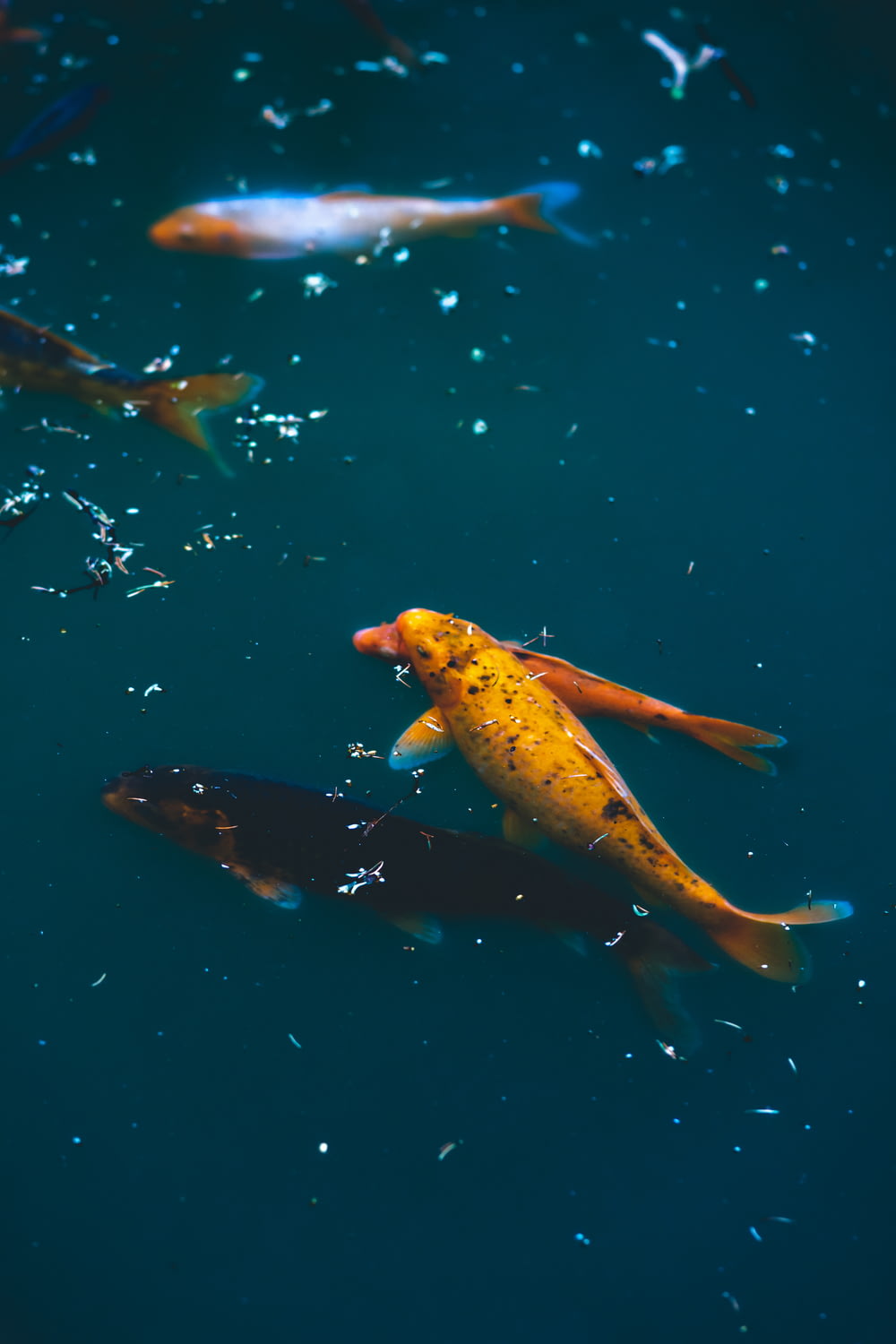 yellow and black fish on water