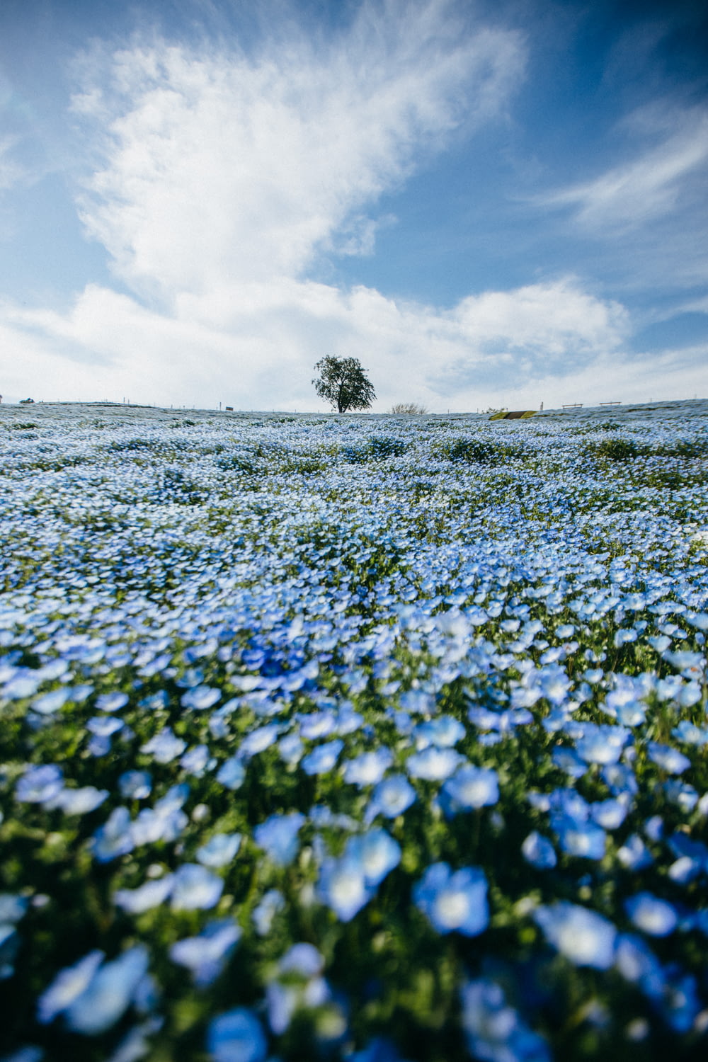 blue flower field under white clouds during daytime