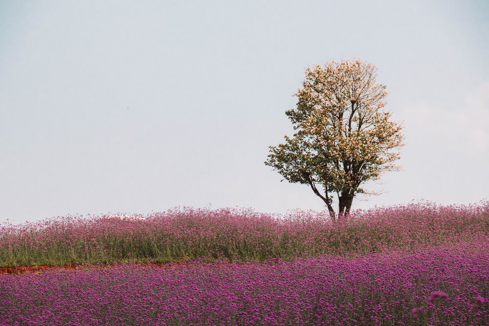 brown tree on pink flower field during daytime