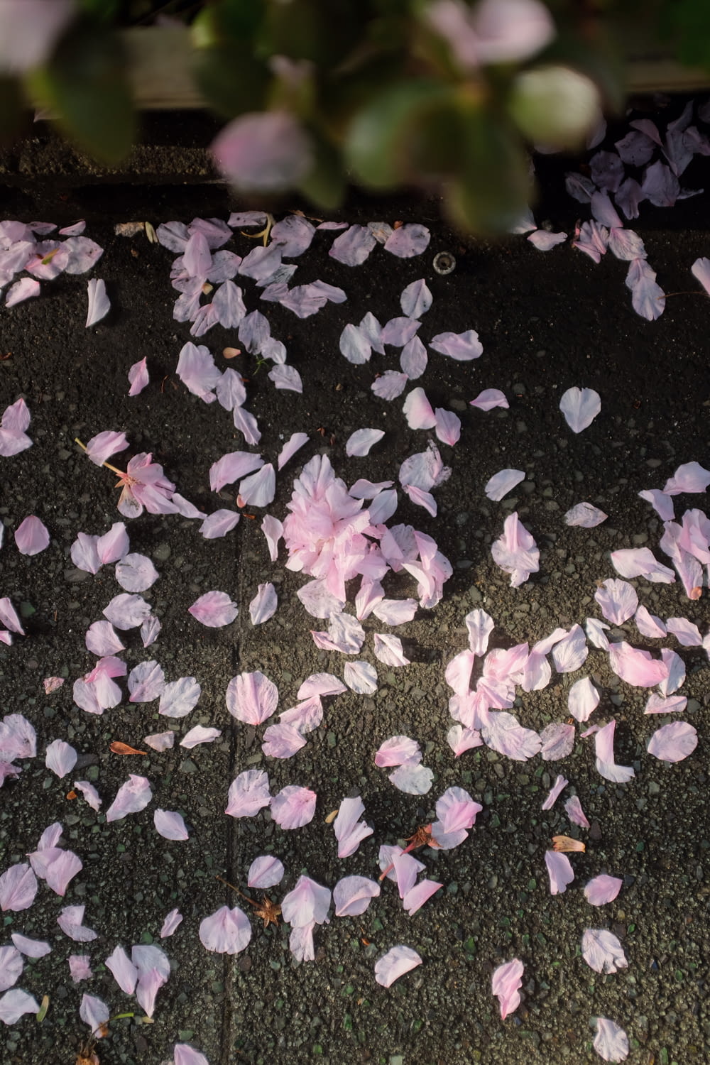 pétalas de flores roxas no pavimento de concreto cinza