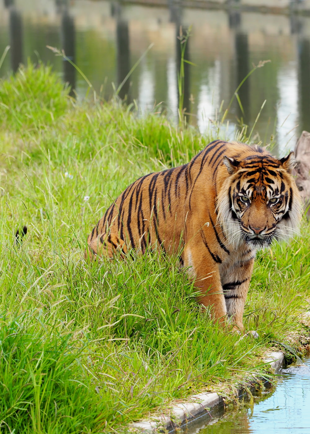 tiger on green grass during daytime
