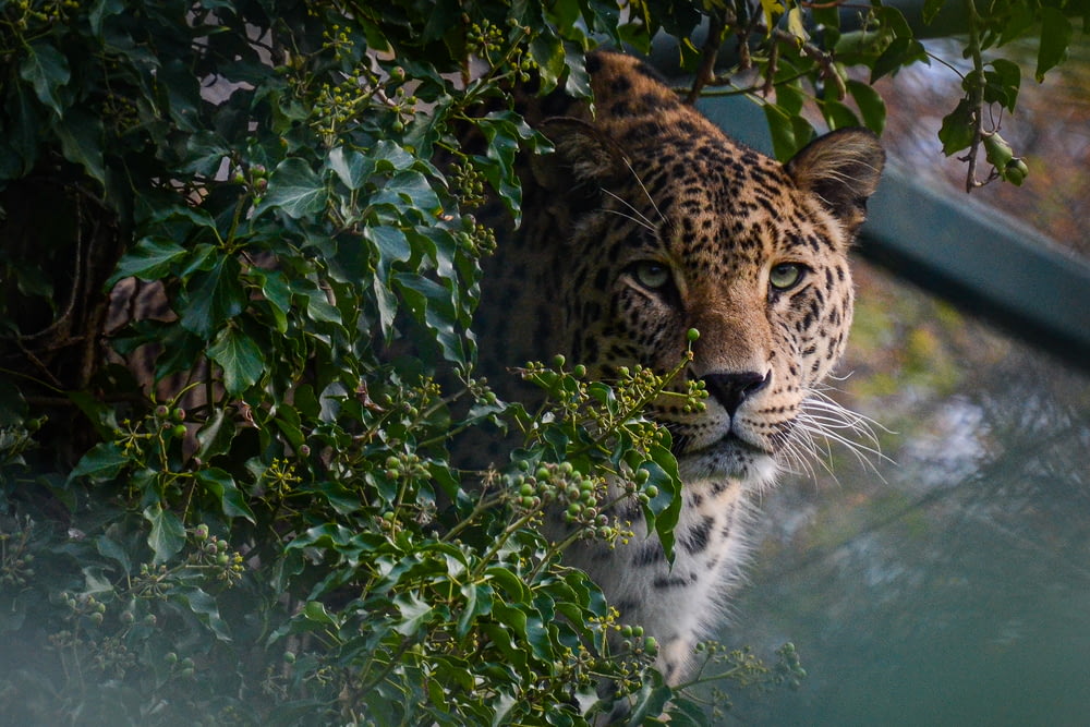 leopardo vicino alle foglie verdi durante il giorno