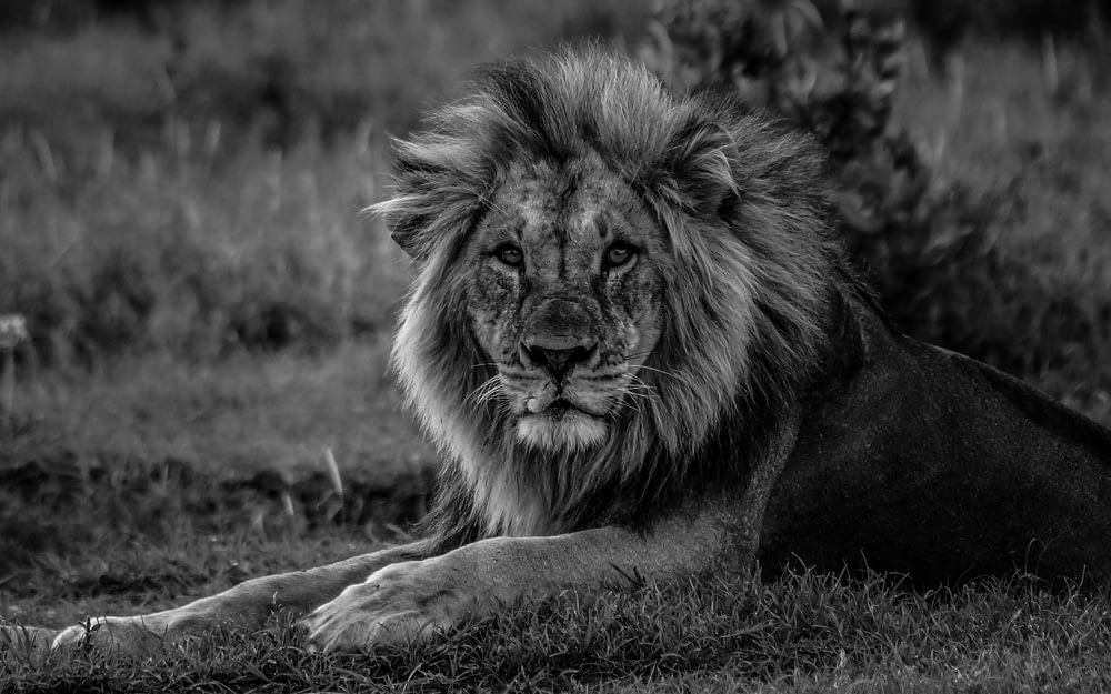 León acostado en un campo de hierba en fotografía en escala de grises