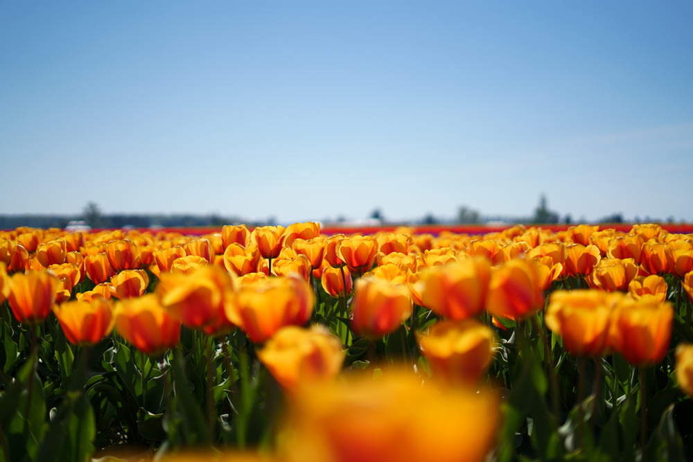 orange tulips field under blue sky during daytime