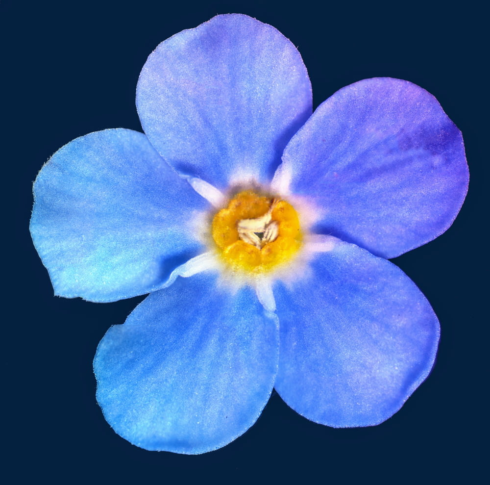 黒い背景に青い花