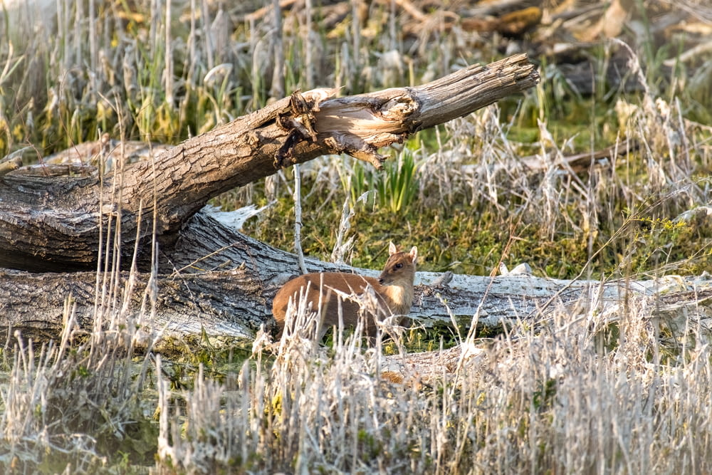 brown fox on gray grass field during daytime