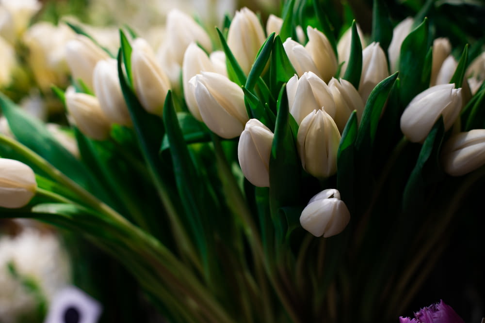 tulipani bianchi in fiore durante il giorno