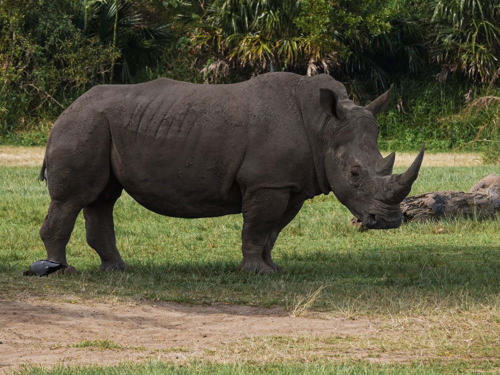 rinoceronte nero sul campo di erba verde durante il giorno