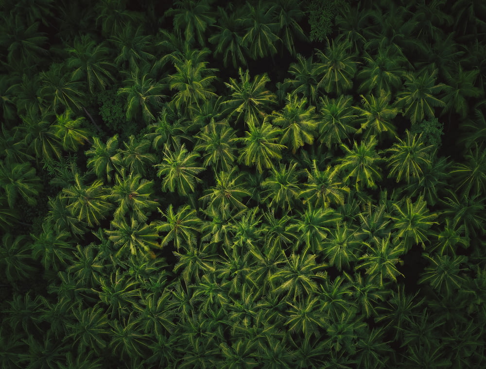 green leaves plant during night time