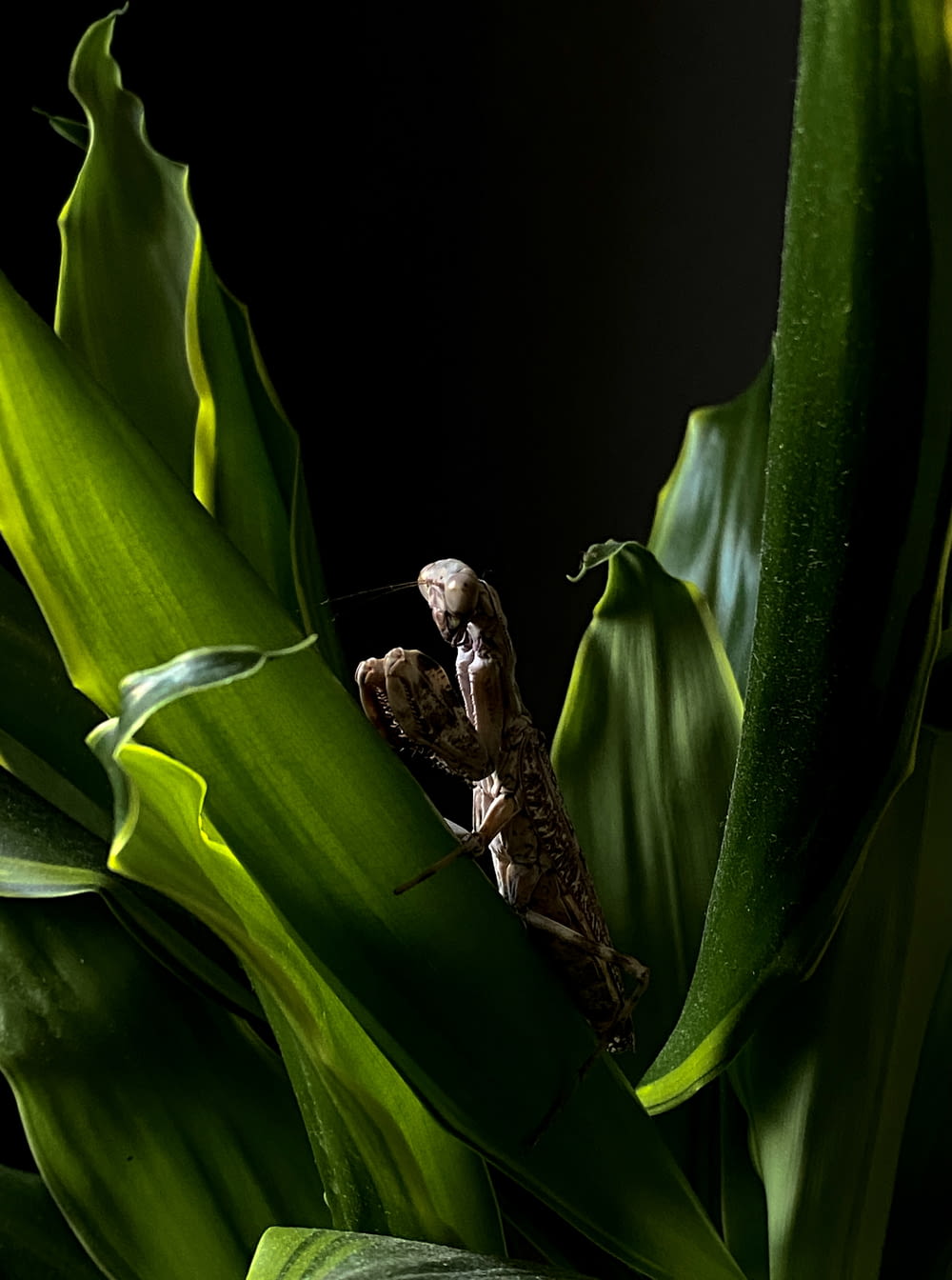 brown praying mantis on green leaf