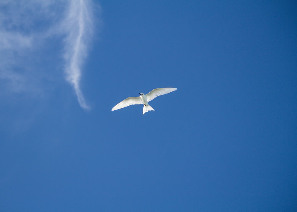 white bird flying in the sky during daytime