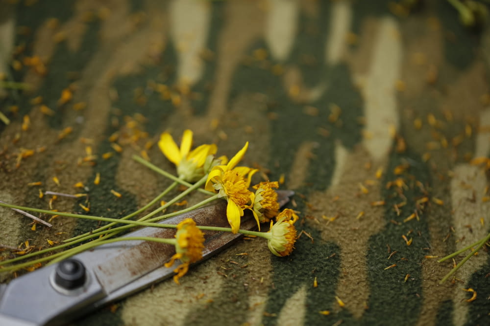 yellow flower on brown wooden surface