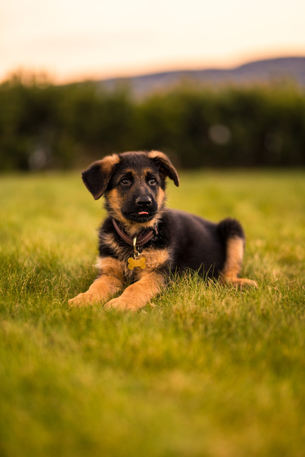 black and tan short coat puppy lying on green grass field during daytime