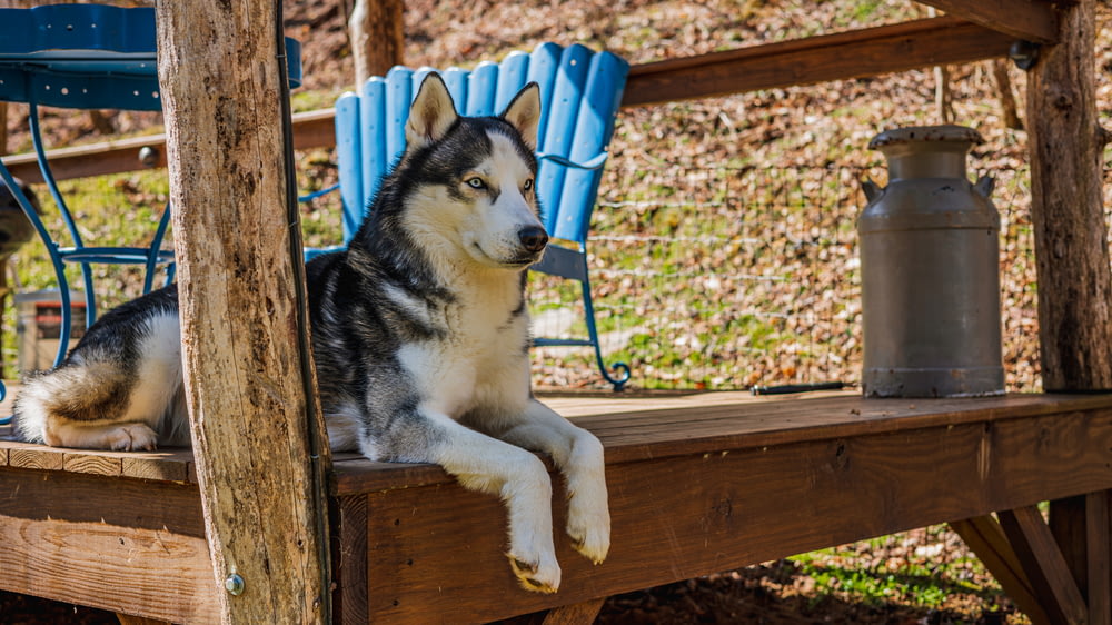 cachorro husky siberiano acostado en un banco de madera marrón