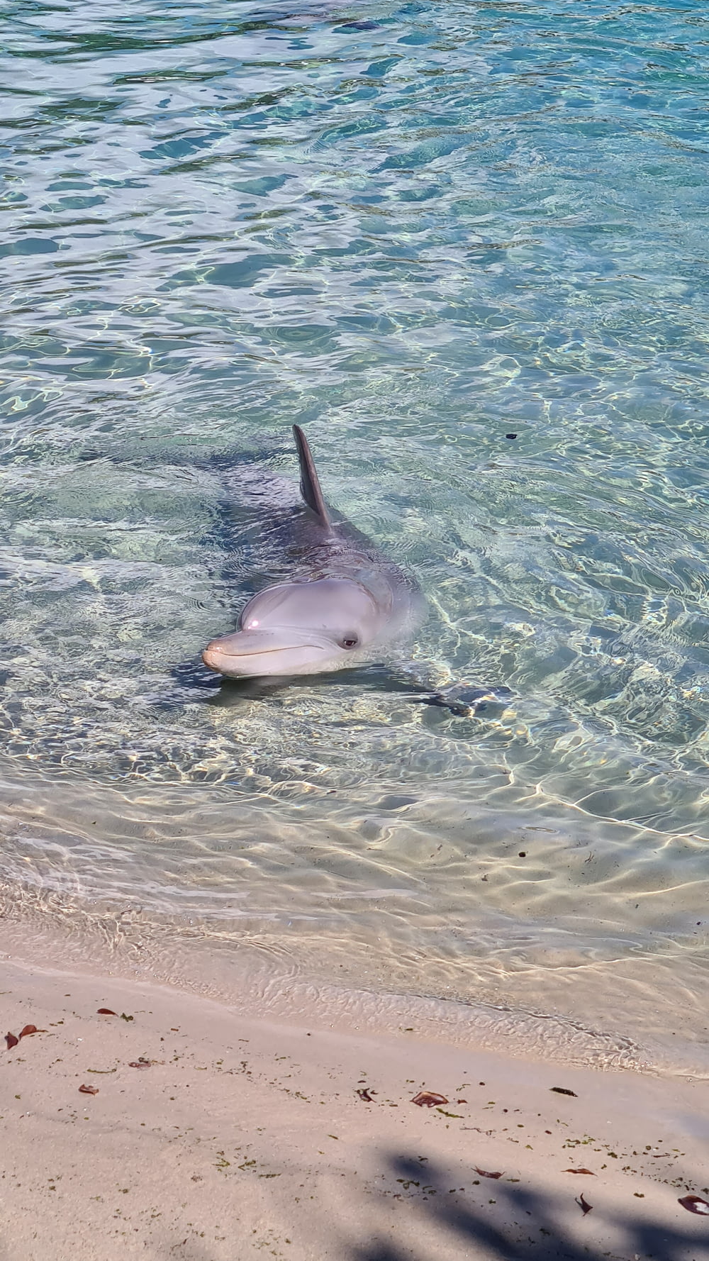 gray dolphin on body of water during daytime