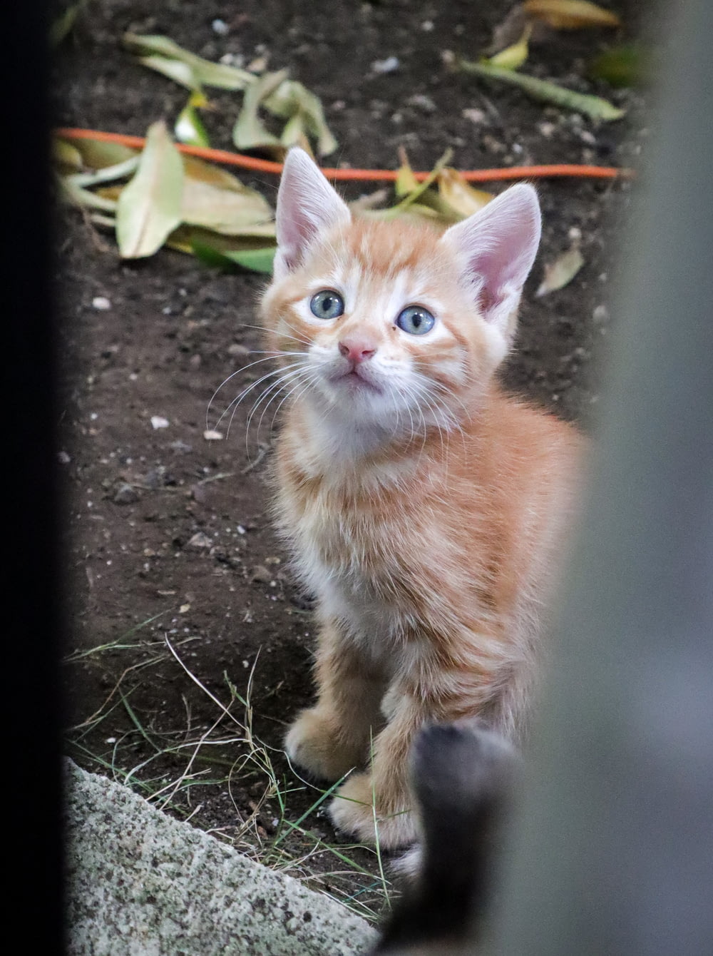 orange tabby kitten on ground
