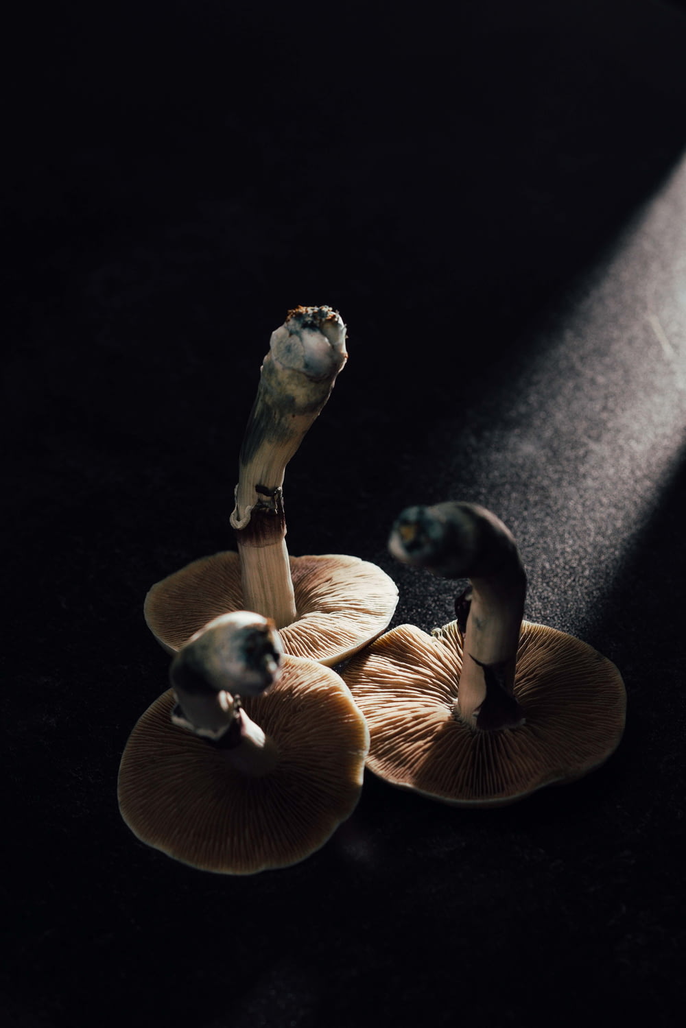 brown mushrooms on black surface