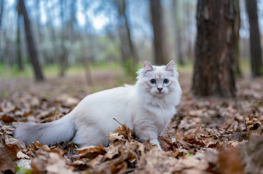 white cat on brown dried leaves