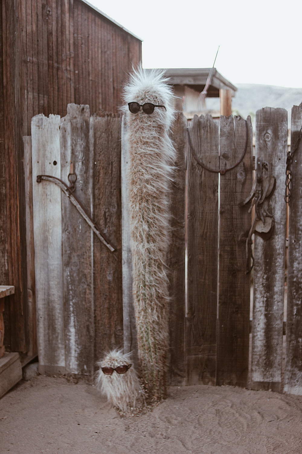 white fur animal on brown wooden fence