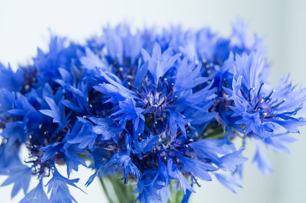 blue flower in macro lens