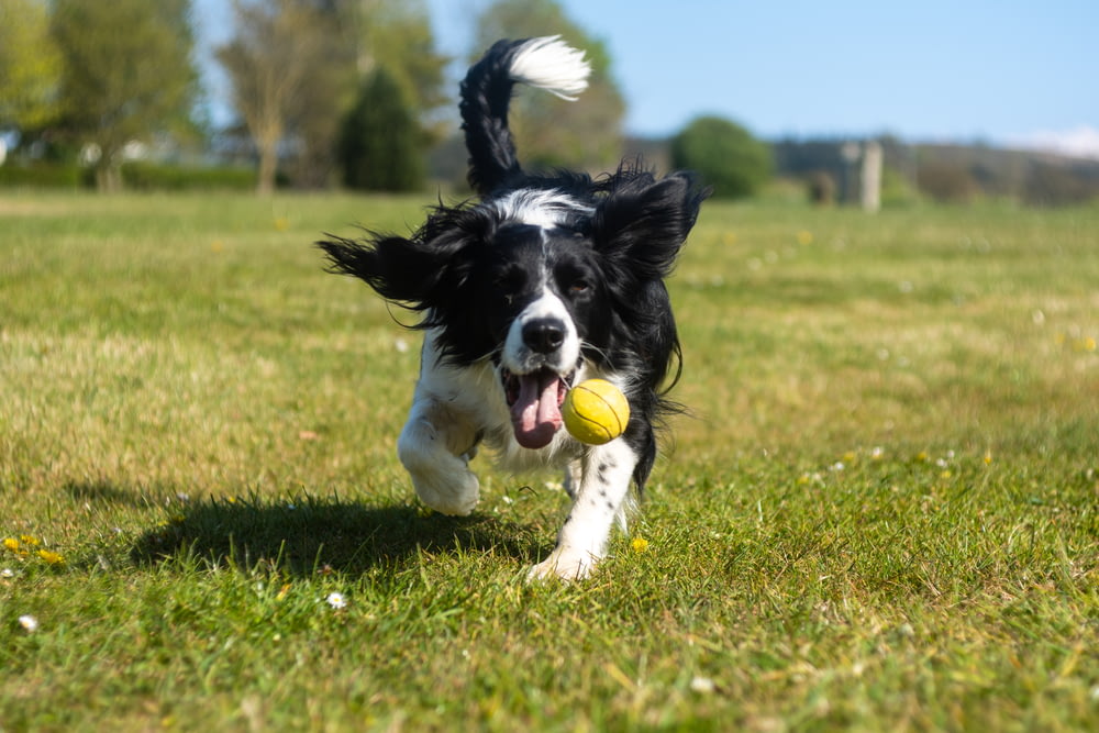 black and white border collie puppy playing with green ball on green grass field during daytime