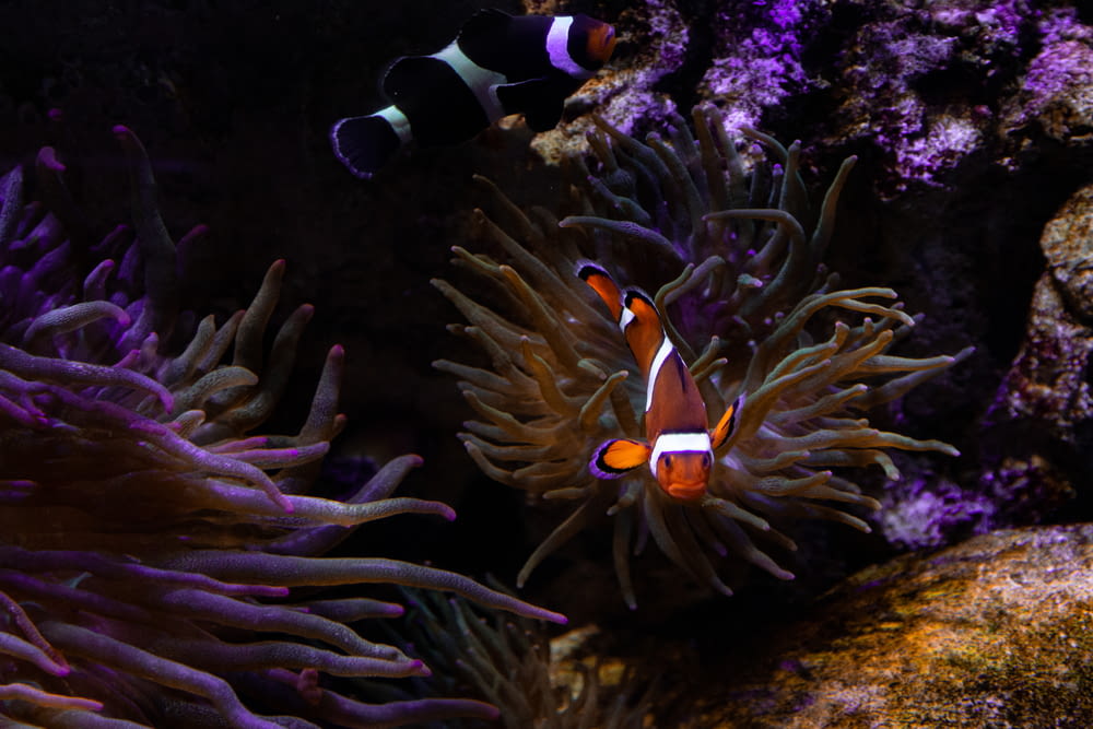 clown fish in the aquarium