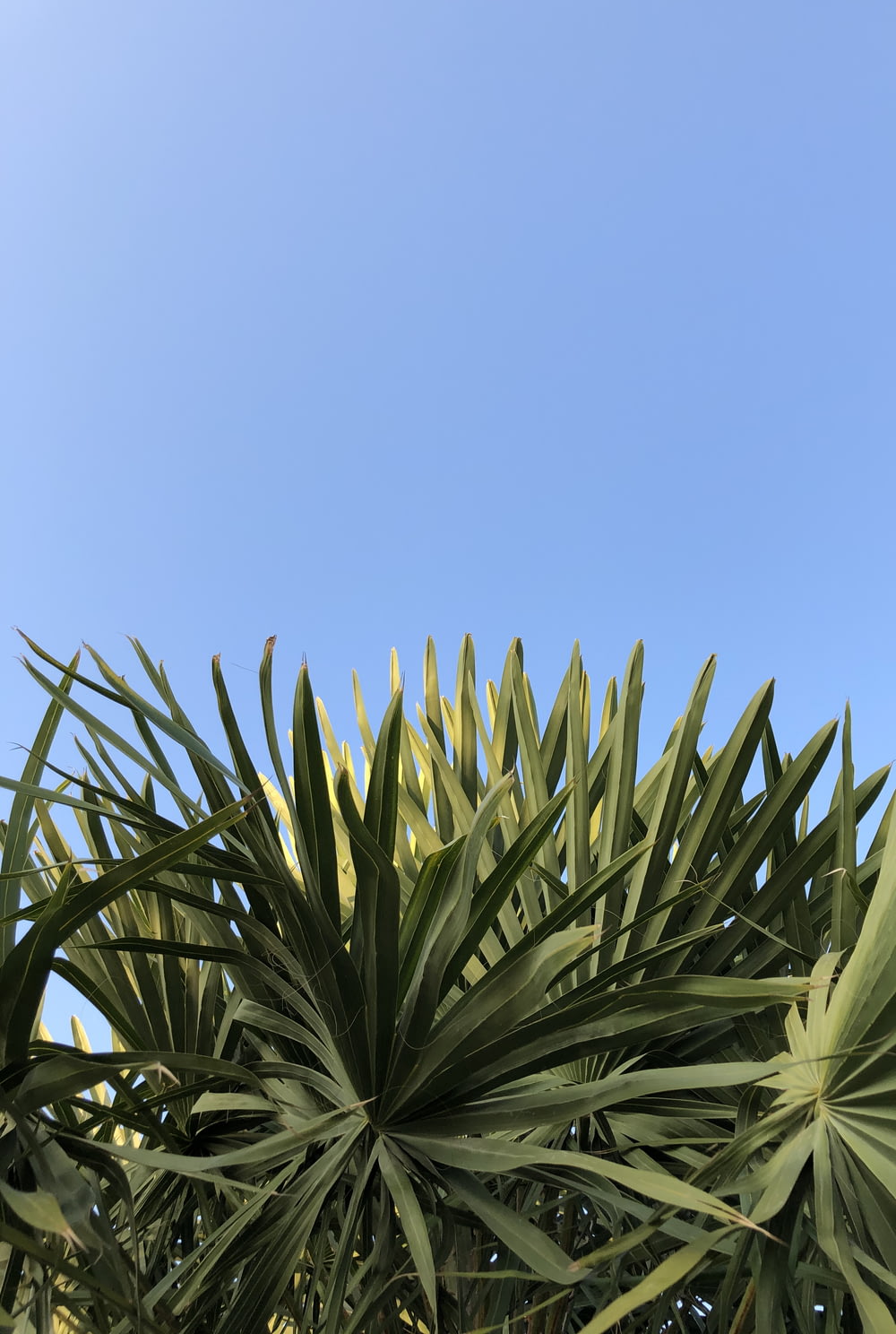 green palm plant under blue sky during daytime