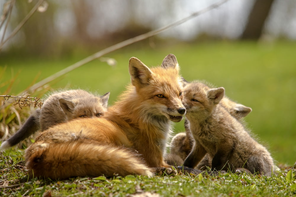 orange fox lying on green grass during daytime