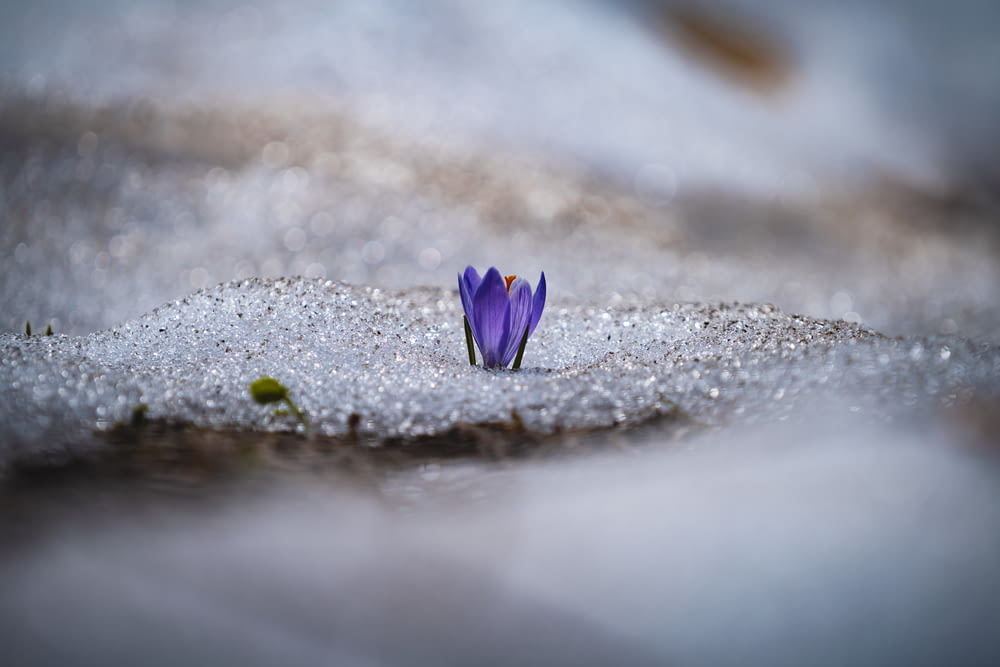 purple flower on gray sand
